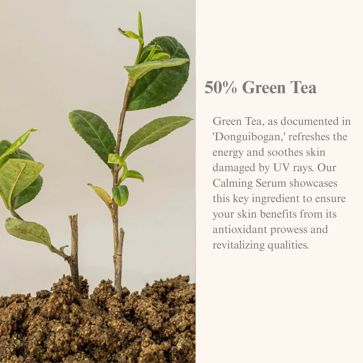 Beauty of Joseon Calming Serum : Green Tea + Panthenol 30ml
