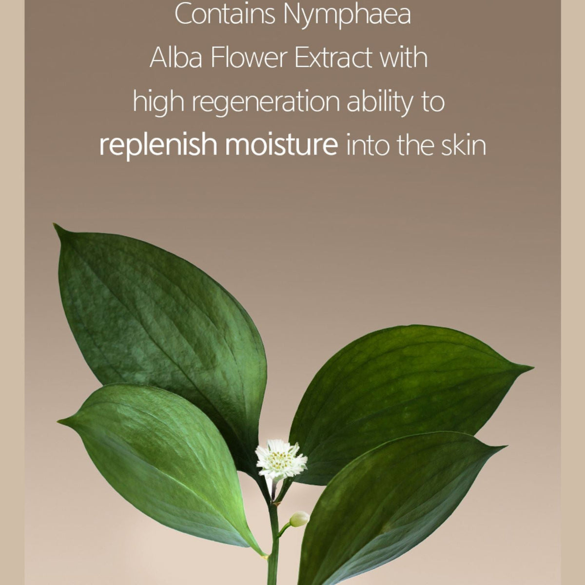 NACIFIC Fresh Herb Origin Serum 50ml - ORION XO Exclusive