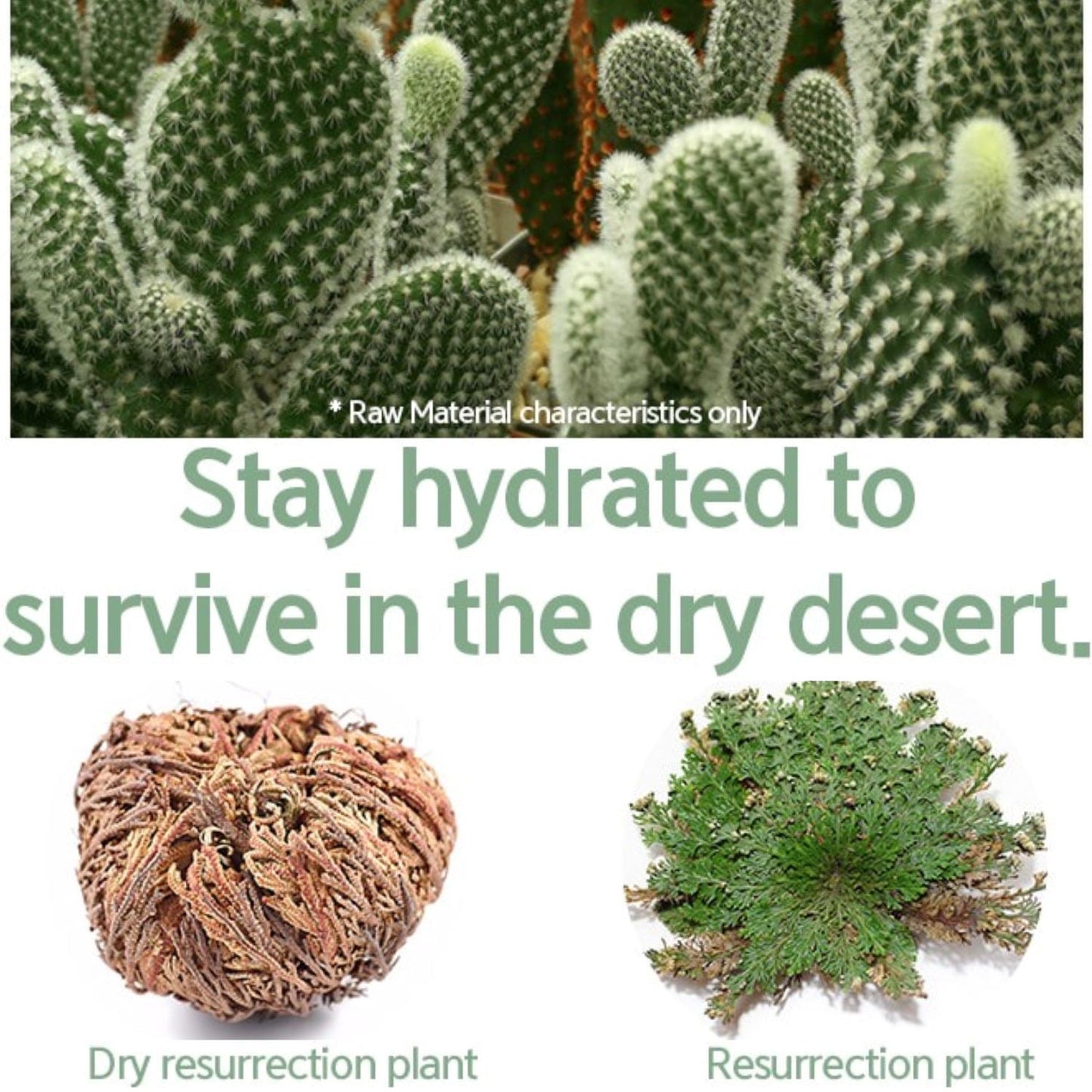 NACIFIC Fresh Cica Plus Clear Cream 50g - ORION XO Exclusive