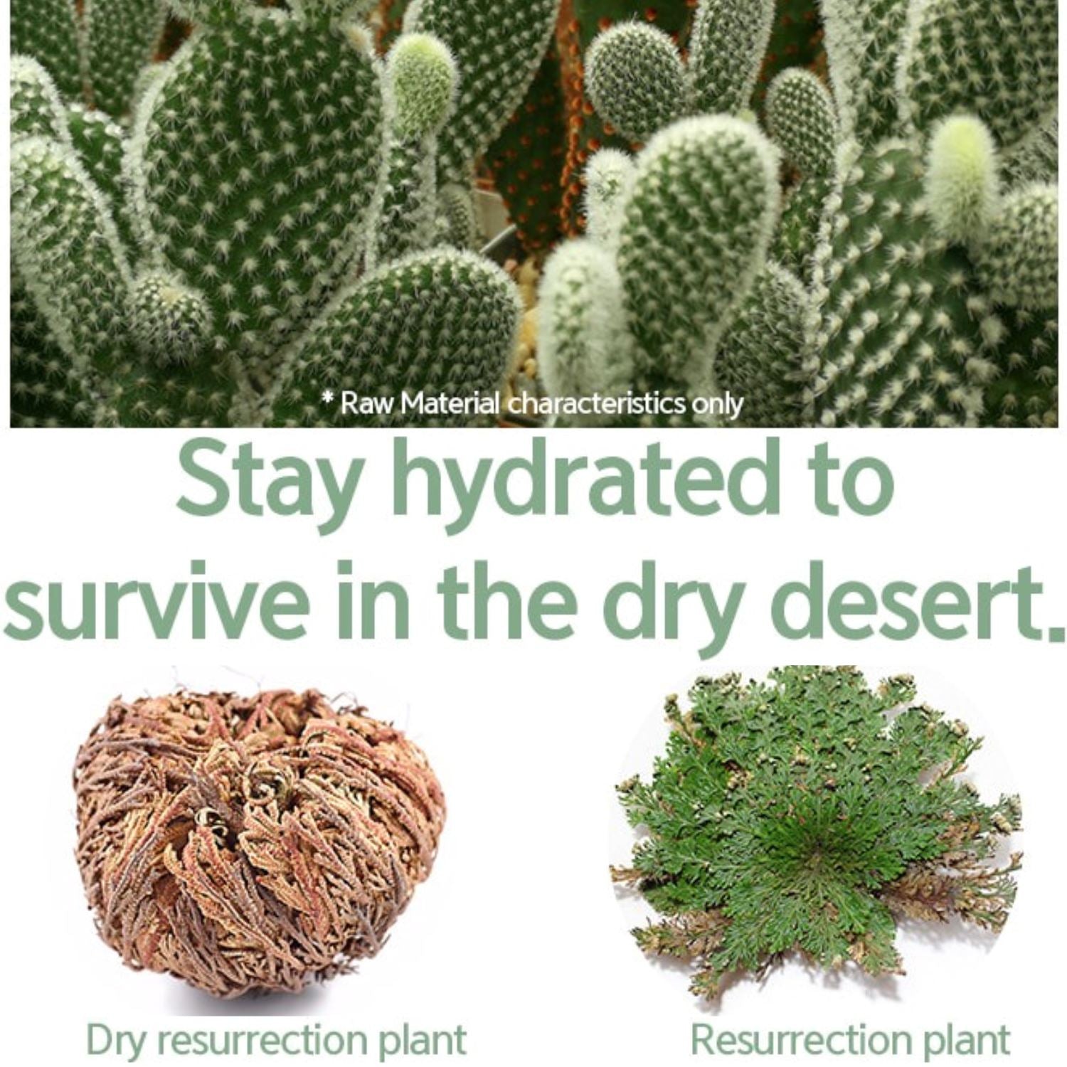 NACIFIC Fresh Cica Plus Clear Cream 50g - ORION XO Exclusive