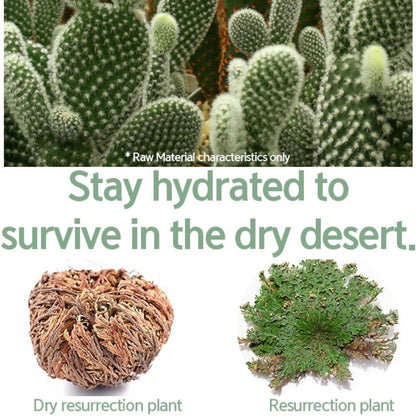 NACIFIC Fresh Cica Plus Clear Cream 50g - ORION XO Exclusive