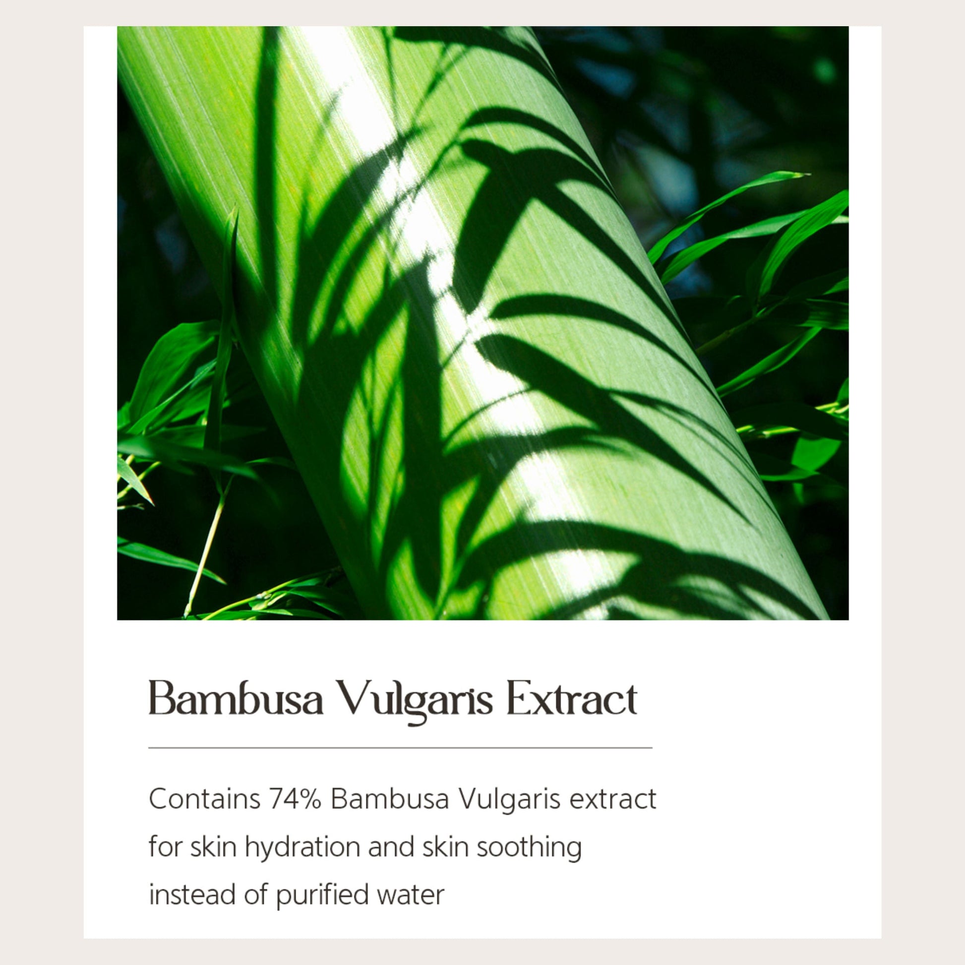 NACIFIC Phyto Niacin Brightening Essence 50ml (5% Niacinamide) - ORION XO Exclusive