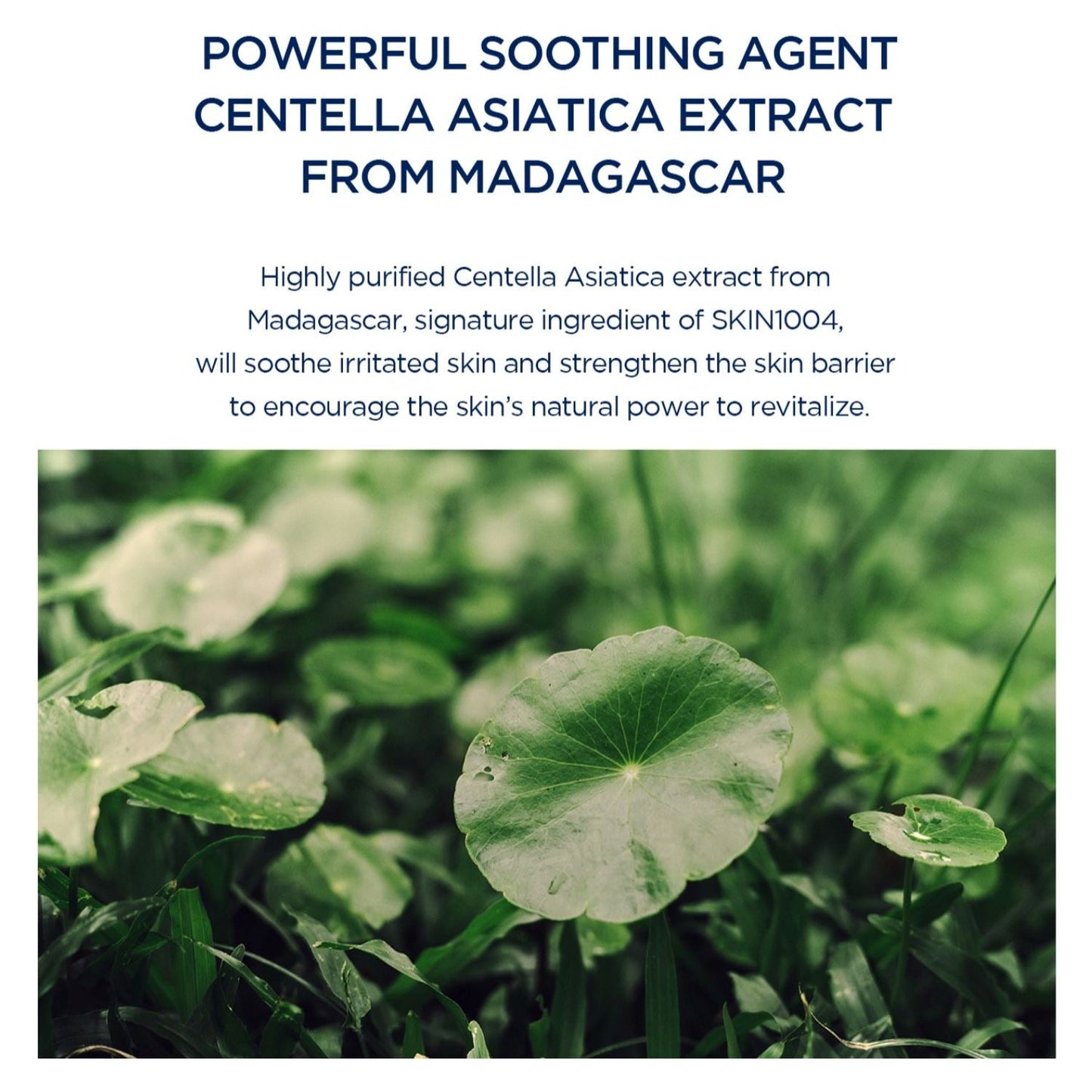 SKIN1004 Madagascar Centella Hyalu-Cica Silky Fit Sun Stick  SPF 50+ PA++++ - ORION XO Exclusive